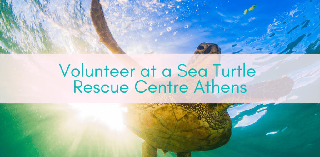 Girls Who Travel | Volunteer at a Sea Turtle Rescue Centre Athens