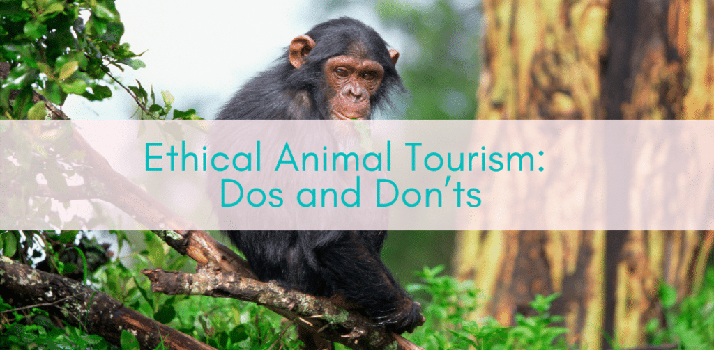 Girls Who Travel | Ethical Animal Tourism: Dos and Don’ts