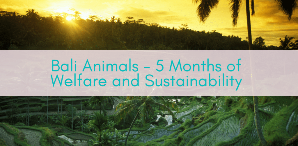 Girls Who Travel | Bali Animals - 5 Months of Welfare and Sustainability