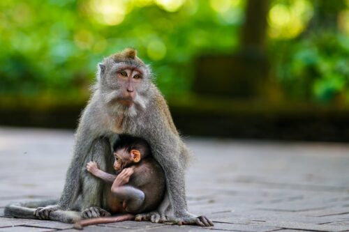 Girls Who Travel | Visit the Monkey Forest of Beautiful Ubud, Bali