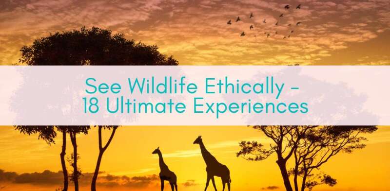 Girls Who Travel | See Wildlife Ethically - 18 Ultimate Experiences
