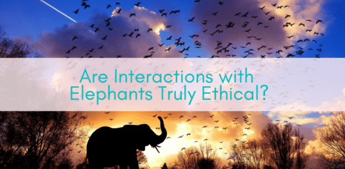 Girls Who Travel | Are Interactions with Elephants Truly Ethical?