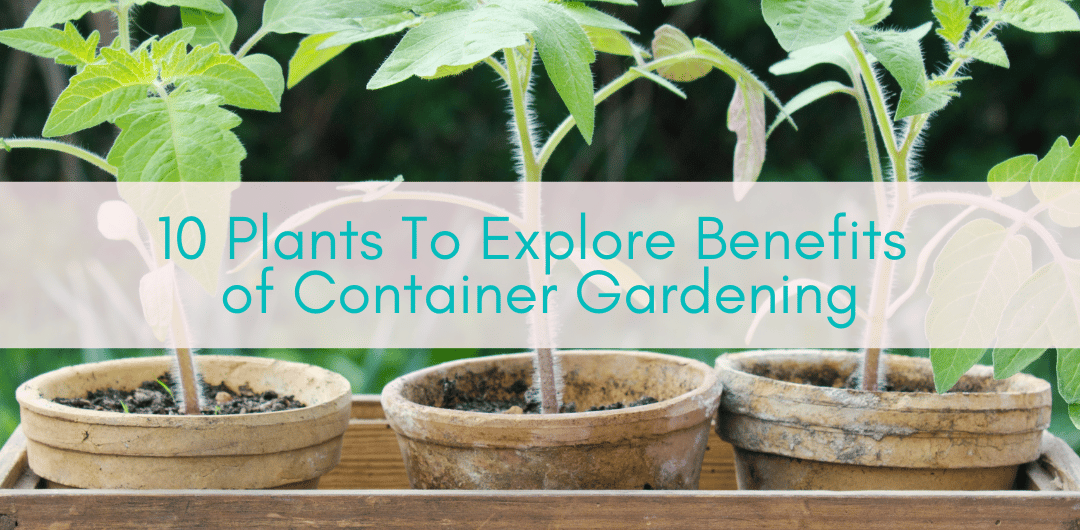 Her Adventures | Benefits of Container Gardening