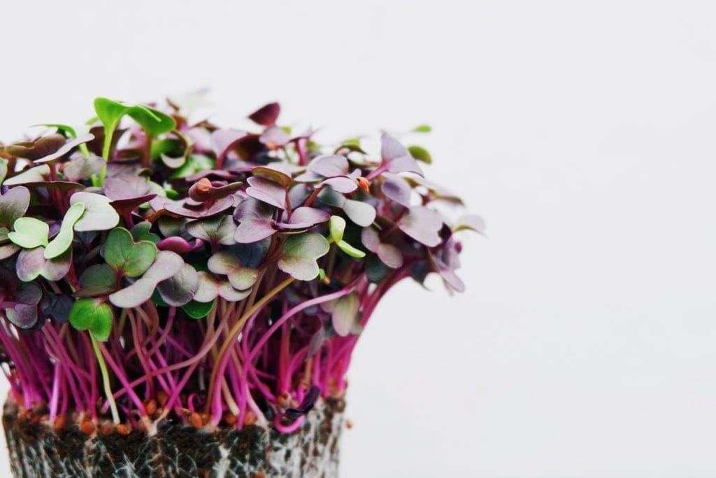 Girls Who Travel | Benefits of Container Gardening
