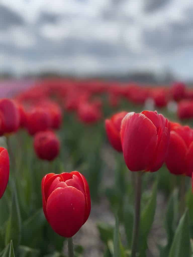 Girls Who Travel | Tulip Fields In Netherlands - Tulip Picking