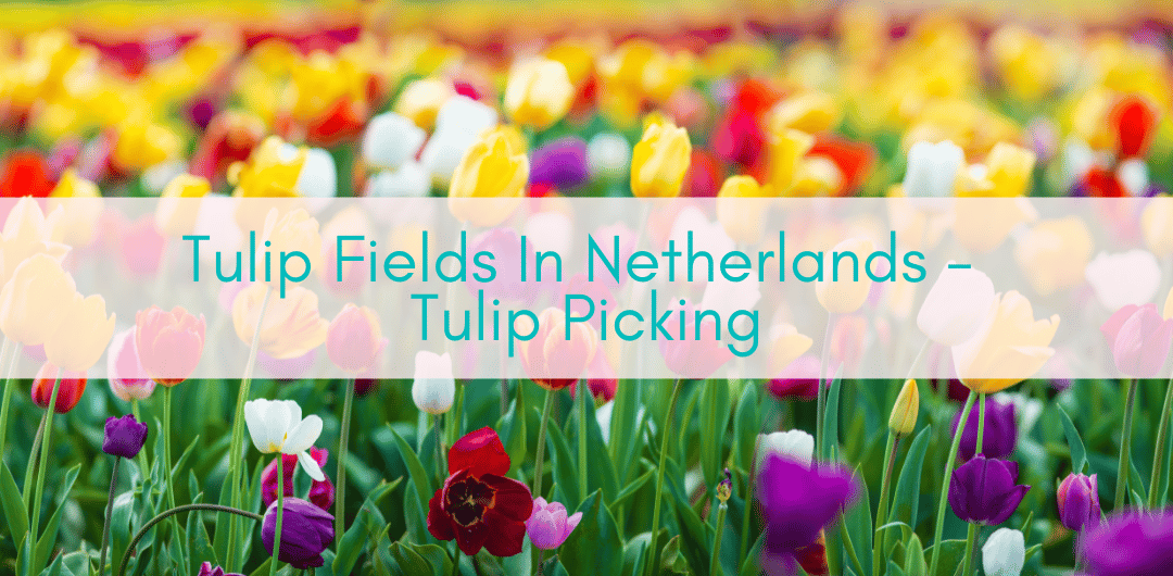 Girls Who Travel | Tulip Fields In Netherlands - Tulip Picking