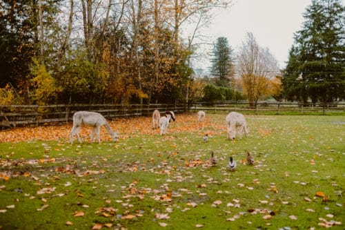 Girls Who Travel | Visit an Alpaca Farm