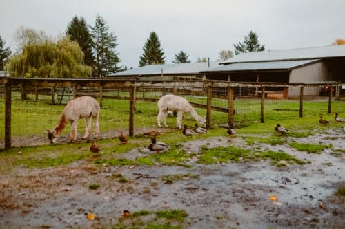 Girls Who Travel | Visit an Alpaca Farm