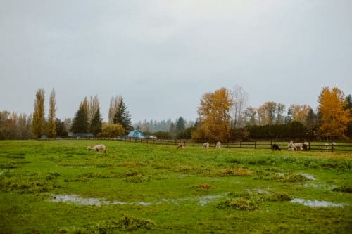 Girls Who Travel | Visit an Alpaca Farm