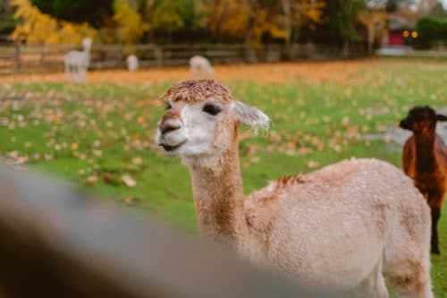 Girls Who Travel | Visit an Alpaca Farm