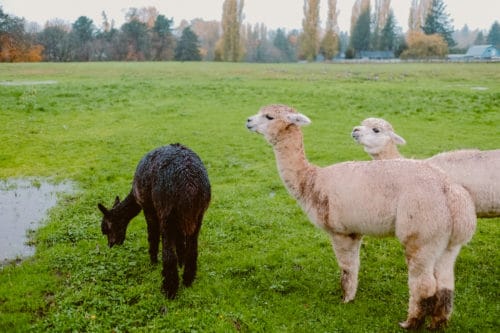 Girls Who Travel | Visit an Alpaca Farm