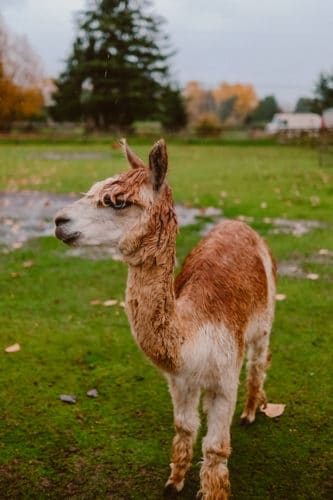 Girls Who Travel | Visit an Alpaca Farm