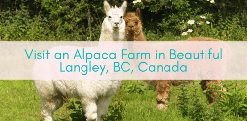 Girls Who Travel | Visit an Alpaca Farm