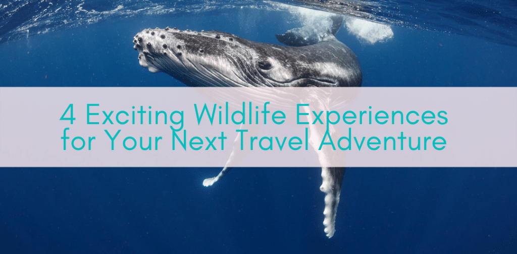 Girls Who Travel | 4 Exciting Wildlife Experiences for Your Next Travel Adventure