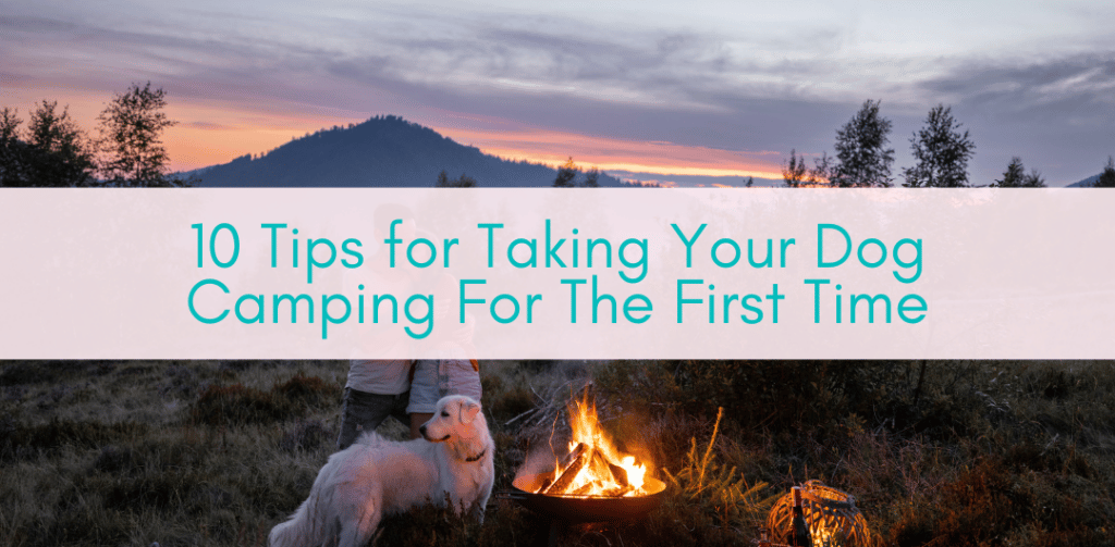 Girls Who Travel | Tips for Taking Your Dog Camping For The First Time