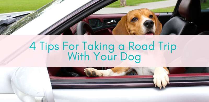 Girls Who Travel | 4 Tips for taking a road trip with your dog