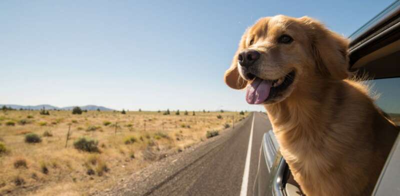 Girls Who Travel | 4 Tips For Taking a Road Trip With Your Dog