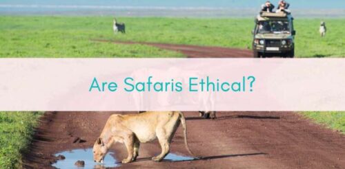 Girls Who Travel | Are safaris ethical?