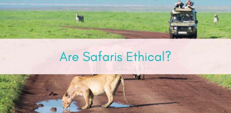 Girls Who Travel | Are safaris ethical?