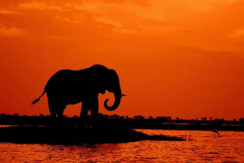 Girls Who Travel | Are Interactions with Elephants Truly Ethical?