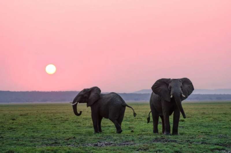 Girls Who Travel | Are Interactions with Elephants Truly Ethical?