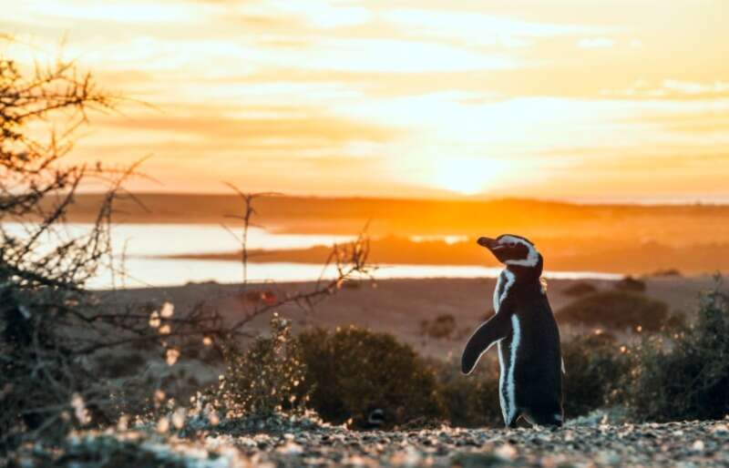 Girls Who Travel | Where To See Penguins In Argentina