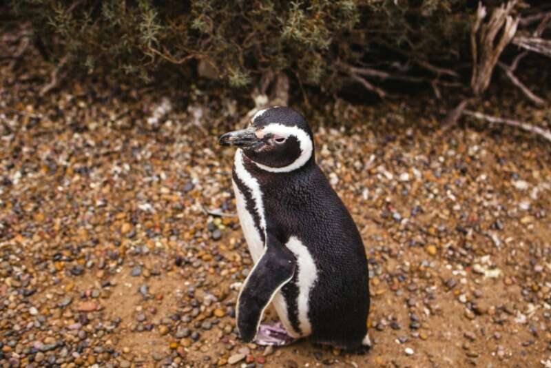 Girls Who Travel | Where To See Penguins In Argentina