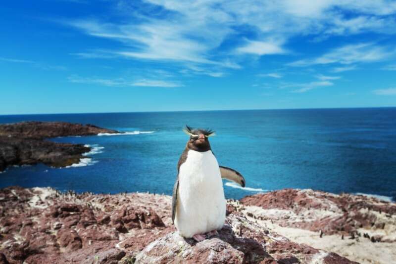 Girls Who Travel | Where To See Penguins In Argentina