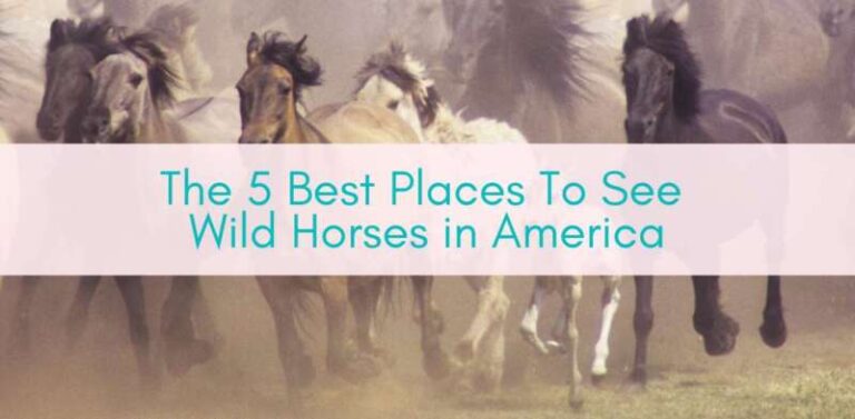 The 5 Best Places To See Wild Horses In America - Girls Who Travel