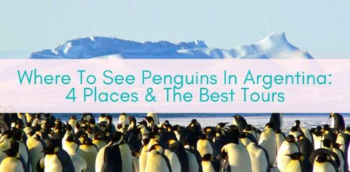 Girls Who Travel | Where To See Penguins In Argentina