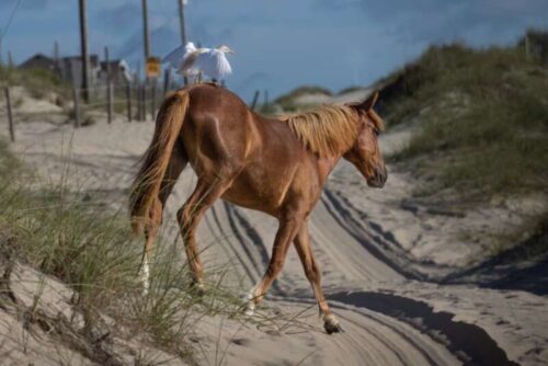 Girls Who Travel | Best Places to see Wild Horses in America 