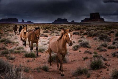 Girls Who Travel | Best Places to see Wild Horses in America 