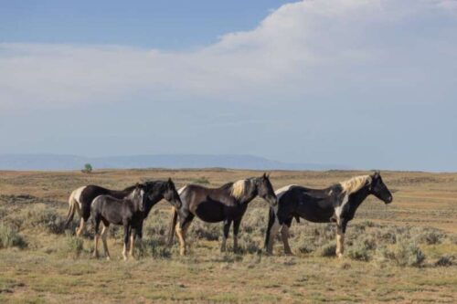 Girls Who Travel | Best Places to see Wild Horses in America 