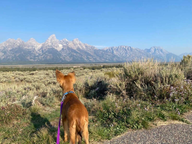 Girls Who Travel | Is Zion National Park Dog Friendly?