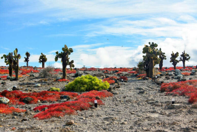 Girls Who Travel | 3 Best Ways for the Solo Traveller to visit the Galápagos