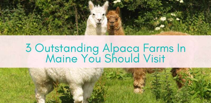 Girls Who Travel | Alpaca Farms Maine You Should Visit