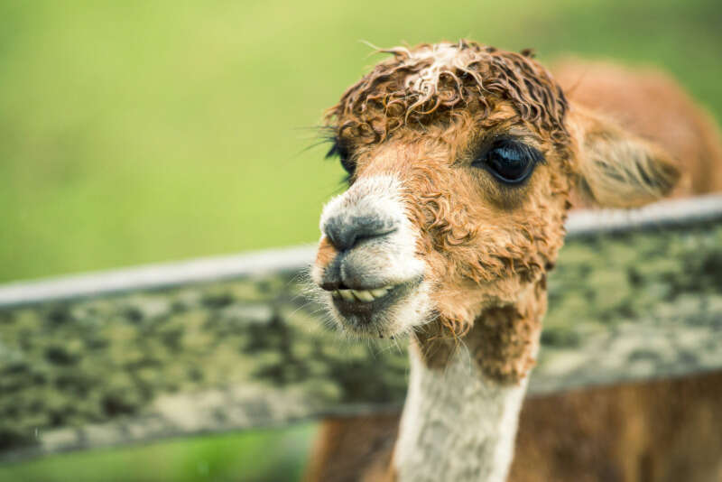 Girls Who Travel | Alpaca Farms Maine You Should Visit