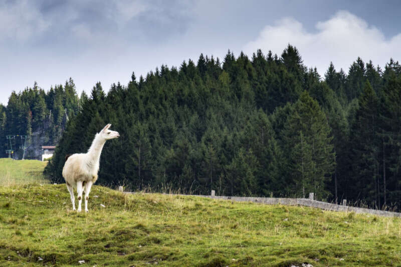 Girls Who Travel | Alpaca Farms Maine You Should Visit