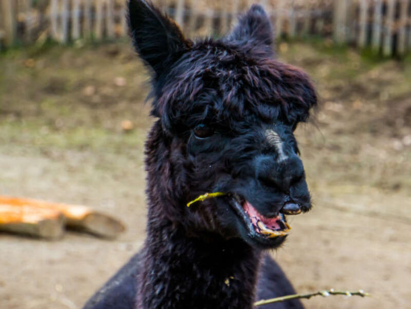 Girls Who Travel | Alpaca Farms Maine You Should Visit