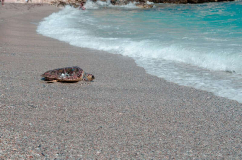 Girls Who Travel | Volunteer at a Sea Turtle Rescue Centre Athens