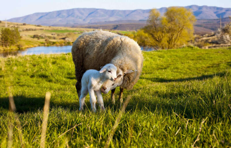 Girls Who Travel | Sheep caring for newborn lamb