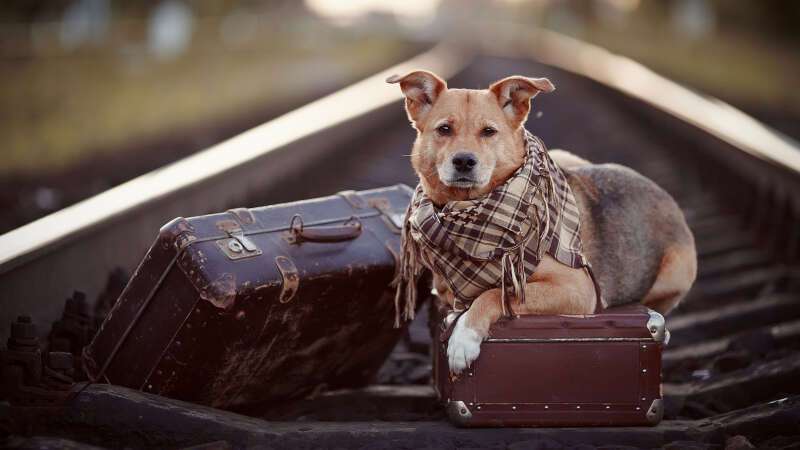Girls Who Travel | 6 Best Dog Breeds That Make Great Travel Companions