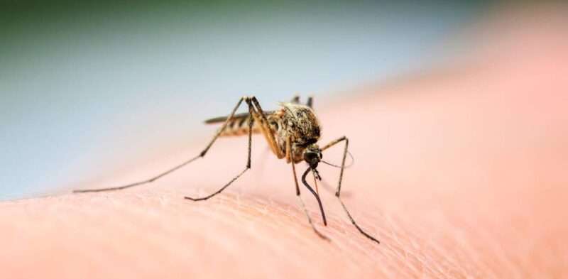 A close-up of a mosquito on a person's arm, actively drinking their blood.