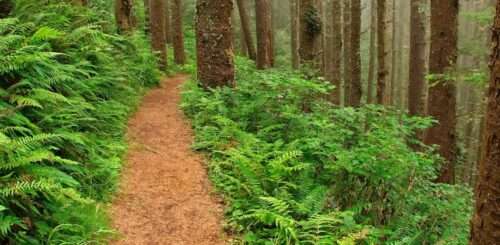 A brown, sandy pathway appears in a forest full of tall trees and lush, bright green foliage. A mist spreads over the forest.