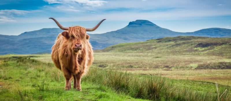A Highland cow stands among rolling hills in the Highlands in Scotland