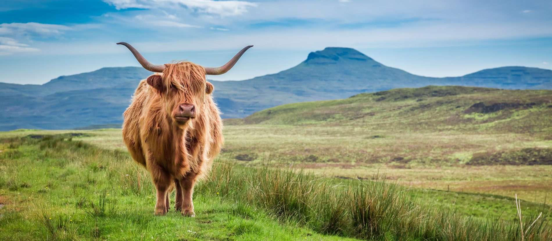 A Highland cow stands among rolling hills in the Highlands in Scotland