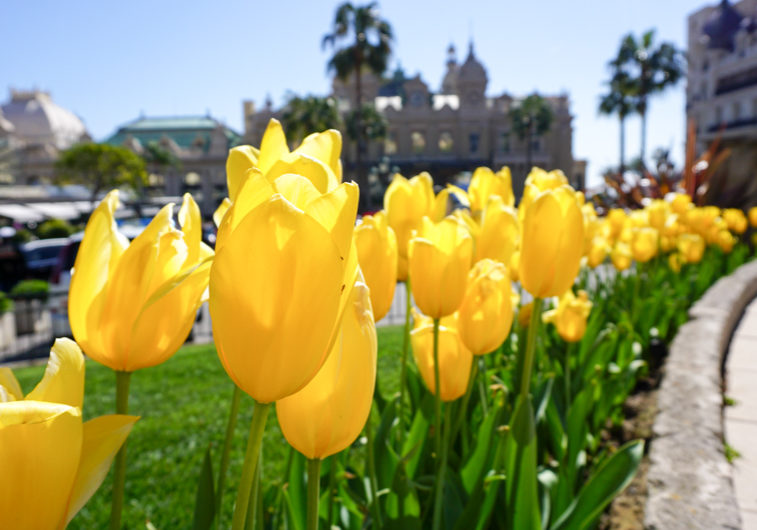 monaco-tulips-06037 Girls Who Travel | How to Deal With the Post-Trip Blues